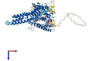 AlphaFold protein structure predicition of Human Recombinant XPR1 Protein, UniprotID Q9UBH6
