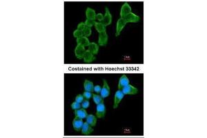 ICC/IF Image Immunofluorescence analysis of methanol-fixed A431, using Cystatin S, antibody at 1:200 dilution. (CST4 anticorps  (N-Term))
