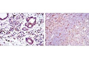 Immunohistochemical analysis of paraffin-embedded prostate tissues (left) and tonsil tissues (right) using BID mouse mAb with DAB staining. (BID anticorps)