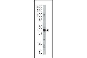 Western blot analysis of anti-PRKAR2B Pab (ABIN391062 and ABIN2841217) in mouse brain tissue lysate.