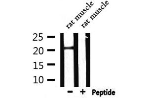 Western blot analysis of extracts from rat muscle, using CRH Antibody.
