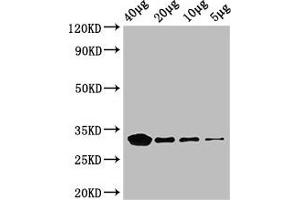 Western Blot Positive WB detected in: Rosseta bacteria lysate at 40 μg, 20 μg, 10 μg, 5 μg All lanes: eutC antibody, HRP conjugated at 0. (EUTC (AA 1-295) anticorps (HRP))