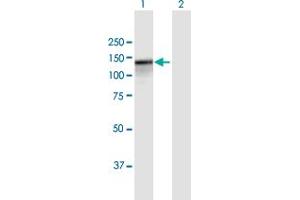 Western Blot analysis of PARG expression in transfected 293T cell line by PARG MaxPab polyclonal antibody.