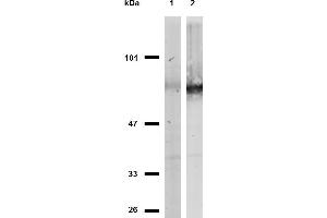 Western blotting analysis of CD44 in MOLT-4 cells (lane 1) and HeLa cells (lane 2) using anti-CD44 (MEM-263) purified, non-reducing conditions.