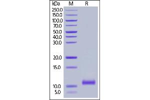 Cynomolgus C5a, Tag Free on  under reducing (R) condition. (C5A Protein (AA 678-751))
