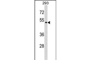 P2RX6 Antibody (Center) (ABIN1538001 and ABIN2848759) western blot analysis in 293 cell line lysates (35 μg/lane). (P2RX6 anticorps  (AA 198-226))
