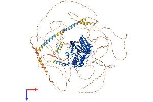 AlphaFold protein structure predicition of Human Recombinant BMP2K Protein, UniprotID Q9NSY1