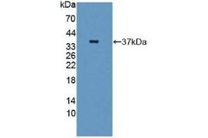 Detection of Recombinant GBP4, Human using Polyclonal Antibody to Guanylate Binding Protein 4 (GBP4) (GBP4 anticorps  (AA 1-292))