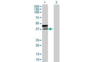 Western Blot analysis of CD207 expression in transfected 293T cell line by CD207 MaxPab polyclonal antibody. (CD207 anticorps  (AA 1-328))