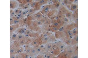 Used in DAB staining on fromalin fixed paraffin- embedded liver tissue (TRO anticorps  (AA 444-642))