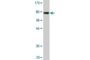 Western Blot detection against Immunogen (80. (NFIA anticorps  (AA 1-498))