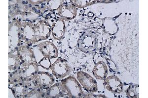 Formalin-fixed and paraffin embedded rat kidney labeled with Anti-TPA/PLAT Polyclonal Antibody, Unconjugated (ABIN731123) followed by conjugation to the secondary antibody and DAB staining (PLAT anticorps  (AA 485-562))