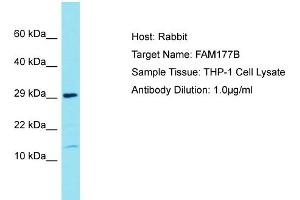 Host: Rabbit Target Name: FAM177B Sample Tissue: Human THP-1 Whole Cell Antibody Dilution: 1ug/ml (FAM177B anticorps  (N-Term))