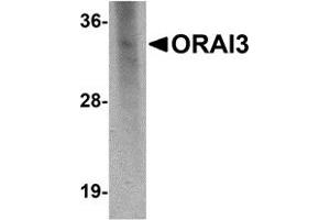 Western Blotting (WB) image for anti-ORAI Calcium Release-Activated Calcium Modulator 3 (ORAI3) antibody (ABIN1031801) (ORAI3 anticorps)