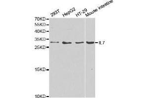 Western blot analysis of extracts of various cell lines, using IL7 antibody. (IL-7 anticorps  (AA 26-177))