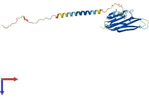 AlphaFold protein structure predicition of Human Recombinant TNFSF8 Protein, UniprotID P32971