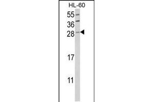 Western blot analysis of GZMB Antibody in HL-60 cell line lysates (35ug/lane)
