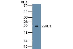 Advillin anticorps  (AA 1-160)
