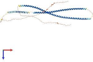 AlphaFold protein structure predicition of Human Recombinant KRT86 Protein, UniprotID O43790