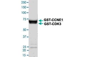 Image no. 1 for Cyclin-Dependent Kinase 3 (CDK3) (AA 1-305) (Active) protein (GST tag) (ABIN5569596)