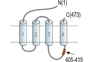 Representative domain view of the target of ABIN7885012.