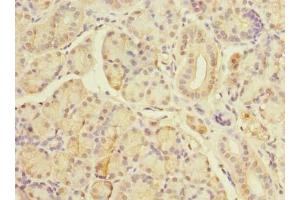 Immunohistochemistry of paraffin-embedded human pancreatic tissue using ABIN7171606 at dilution of 1:100