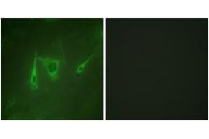 Immunofluorescence analysis of NIH-3T3 cells, using 14-3-3 zeta/delta (Ab-232) Antibody.