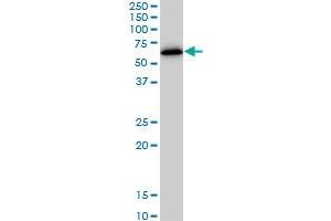 ZNF622 monoclonal antibody (M02), clone 3C5.
