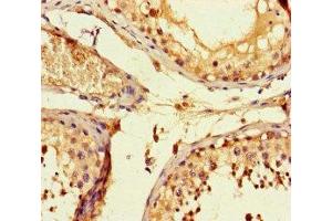 Immunohistochemistry of paraffin-embedded human testis tissue using ABIN7153010 at dilution of 1:100 (FSTL1 anticorps  (AA 176-285))