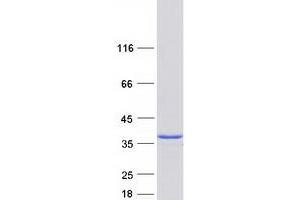 Validation with Western Blot