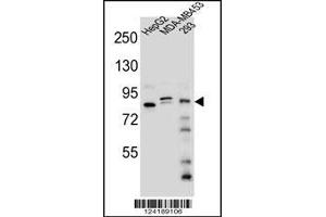 Western blot analysis in HepG2,MDA-MB453,293 cell line lysates (35ug/lane).