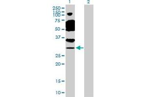 Western Blot analysis of TAF11 expression in transfected 293T cell line by TAF11 MaxPab polyclonal antibody. (TAF11 anticorps  (AA 1-211))