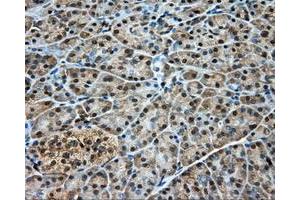Immunohistochemical staining of paraffin-embedded pancreas tissue using anti-DNTTIP1 mouse monoclonal antibody. (DNTTIP1 anticorps)