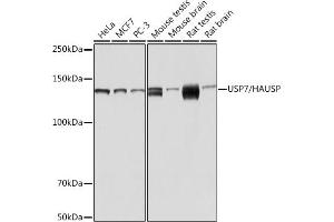 Western blot analysis of extracts of various cell lines, using USP7/HAUSP Rabbit mAb (ABIN7271168) at 1:1000 dilution. (USP7 anticorps)