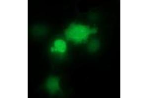 Image no. 4 for anti-THUMP Domain Containing 1 (THUMPD1) antibody (ABIN1501384) (THUMPD1 anticorps)
