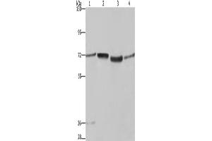 Western Blotting (WB) image for anti-Synapsin I (SYN1) antibody (ABIN2433199)
