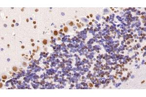 Detection of HDAC1 in Mouse Cerebellum Tissue using Monoclonal Antibody to Histone Deacetylase 1 (HDAC1)