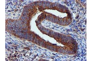 Image no. 8 for anti-Epsin 2 (EPN2) antibody (ABIN1498050)