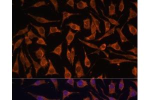 Immunofluorescence analysis of L929 cells using NDUFA4L2 Polyclonal Antibody at dilution of 1:100. (NDUFA4L2 anticorps)