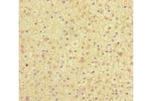 Immunohistochemistry of paraffin-embedded human adrenal gland tissue using ABIN7160136 at dilution of 1:100