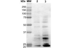 Western Blot analysis of Human Cervical Cancer cell line (HeLa) showing detection of Dityrosine-BSA using Mouse Anti-Dityrosine Monoclonal Antibody, Clone 10A6 . (Dityrosine anticorps  (Biotin))