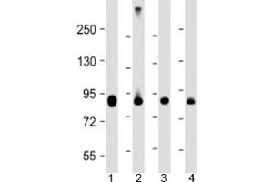 Western blot testing of human 1) HeLa, 2) Jurkat, 3) COS-7 and 4) mouse heart lysate with PFKP antibody at 1:4000. (PFKP anticorps  (AA 40-300))