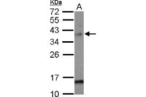 Image no. 1 for anti-MAD2L1 Binding Protein (MAD2L1BP) (AA 1-274) antibody (ABIN1499250) (MAD2L1BP anticorps  (AA 1-274))