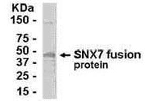 Western Blotting (WB) image for anti-Sorting Nexin 7 (SNX7) (AA 1-387) antibody (ABIN2467909) (Sorting Nexin 7 anticorps  (AA 1-387))