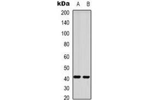 Western blot analysis of GPR87 expression in HepG2 (A), mouse brain (B) whole cell lysates.