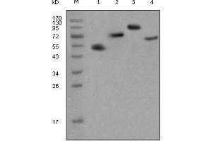 Western blot analysis using human IgG (Fc specific) mouse mAb against different fusion proteins with human IgG(Fc specific) tag.