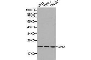 Western blot analysis of extracts of various cell lines, using GPX1 antibody. (Glutathione Peroxidase 1 anticorps)