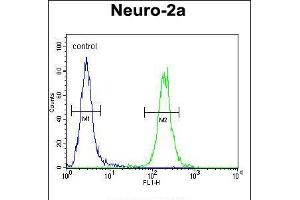 Flow cytometric analysis of Neuro-2a cells (right histogram) compared to a negative control cell (left histogram). (SCARF2 anticorps  (C-Term))