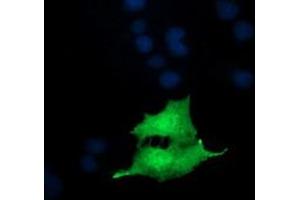 Image no. 4 for anti-NFKB Inhibitor Interacting Ras-Like 1 (NKIRAS1) antibody (ABIN1499742) (NKIRAS1 anticorps)