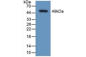 Western blot analysis of recombinant Human CALU. (CALU anticorps  (AA 20-315))